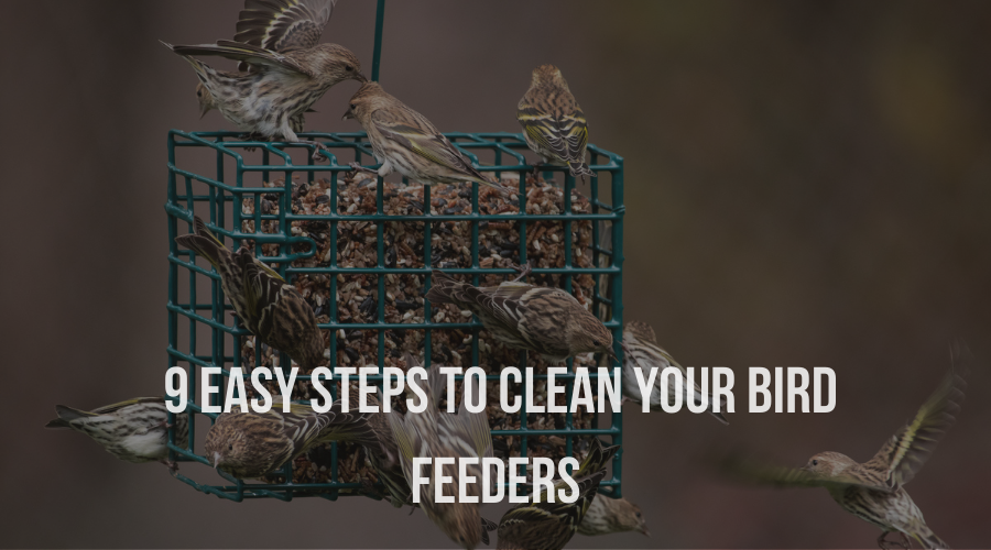 9 EASY Steps to Clean Your Bird Feeders