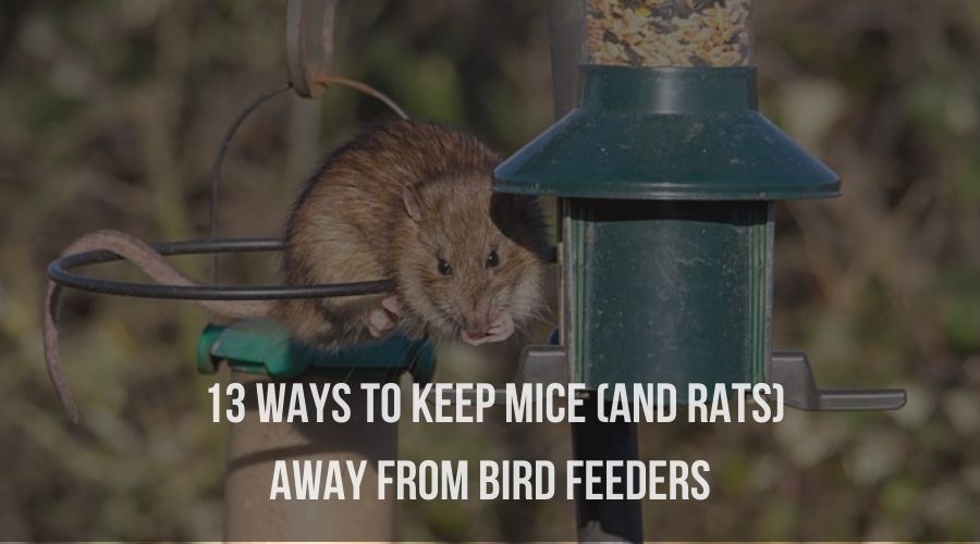 13 Ways To Keep Mice (and Rats) AWAY from Bird Feeders