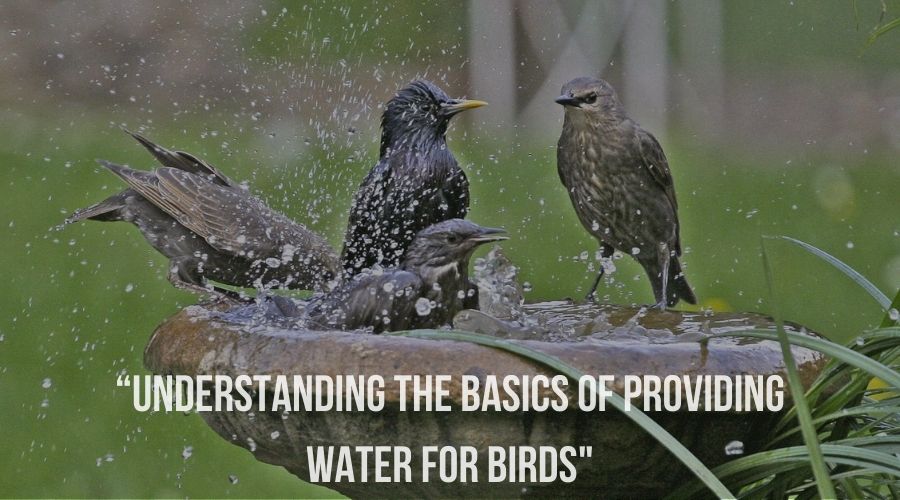 “Understanding the basics of providing water for birds"