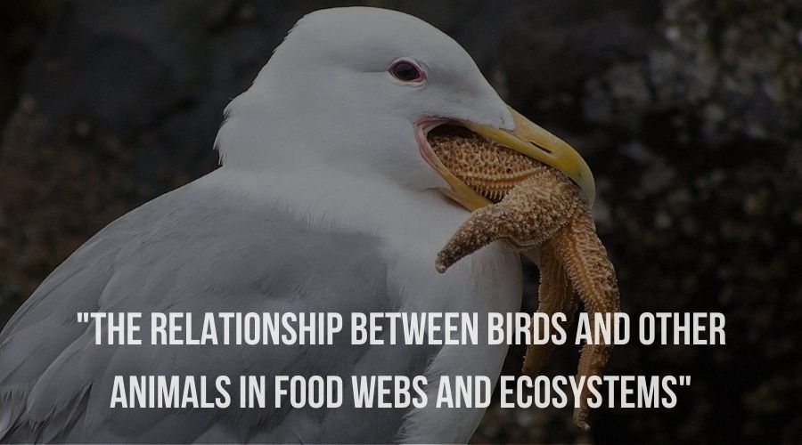 "The relationship between birds and other animals in food webs and ecosystems"