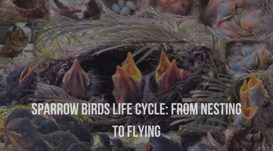 Sparrow Birds Life Cycle From Nesting to Flying Sparrow Daughter