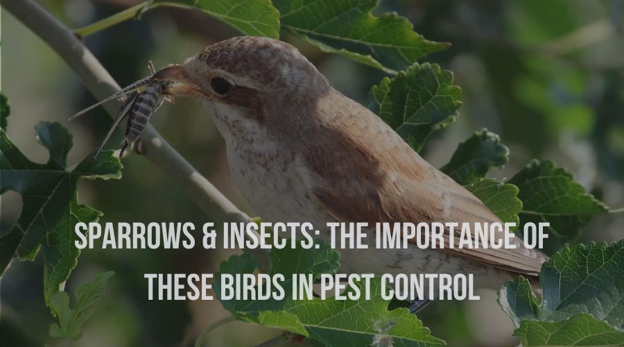 Sparrows & Insects The importance of these Birds in Pest Control Sparrow Daughter