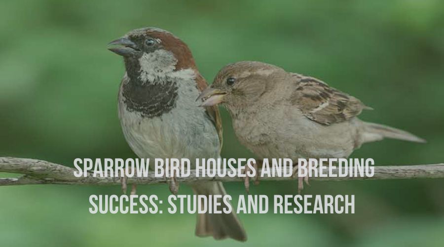 Sparrow Bird Houses and Breeding Success: Studies and Research