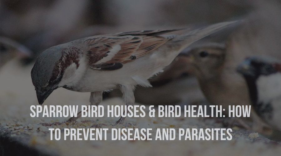 Sparrow Bird Houses & Bird Health: How to prevent disease and parasites