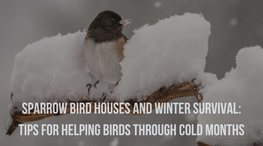 Sparrow Bird Houses and Winter Survival: Tips for helping birds through cold months