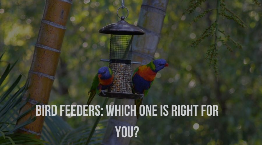 Bird Feeders: Which One is Right for You?