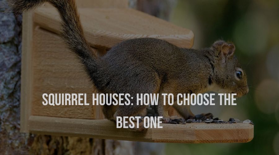 Squirrel Houses: How to Choose the Best One