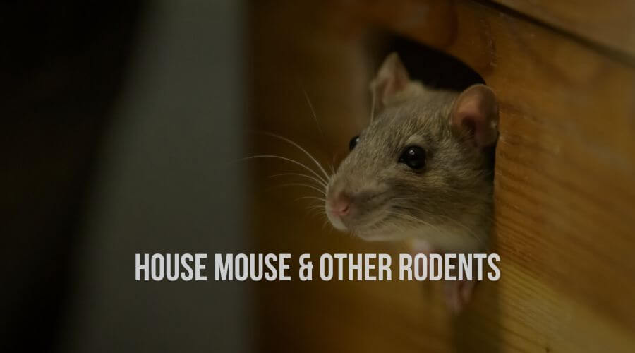House Mouse & Other Rodents