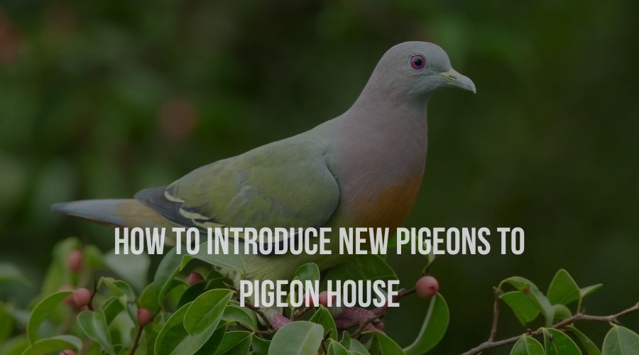 How to Introduce New Pigeons To Pigeon House Sparrow Daughter
