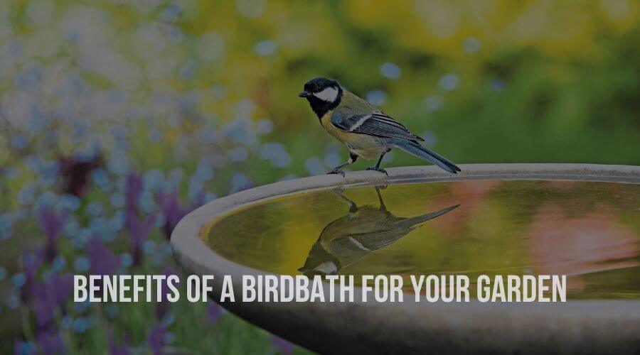Benefits of a Birdbath for your Garden
