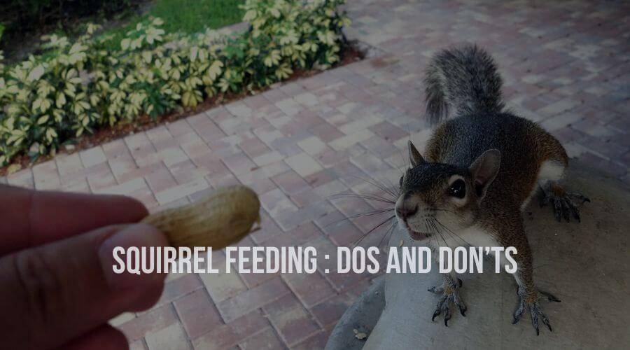 Squirrel Feeding : Dos and Don’ts