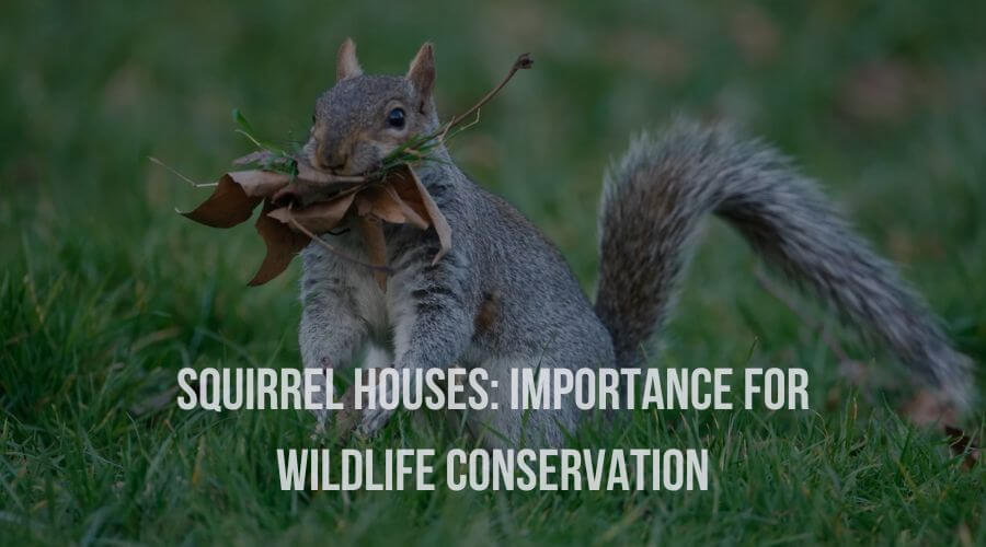 Squirrel Houses: Importance for Wildlife Conservation