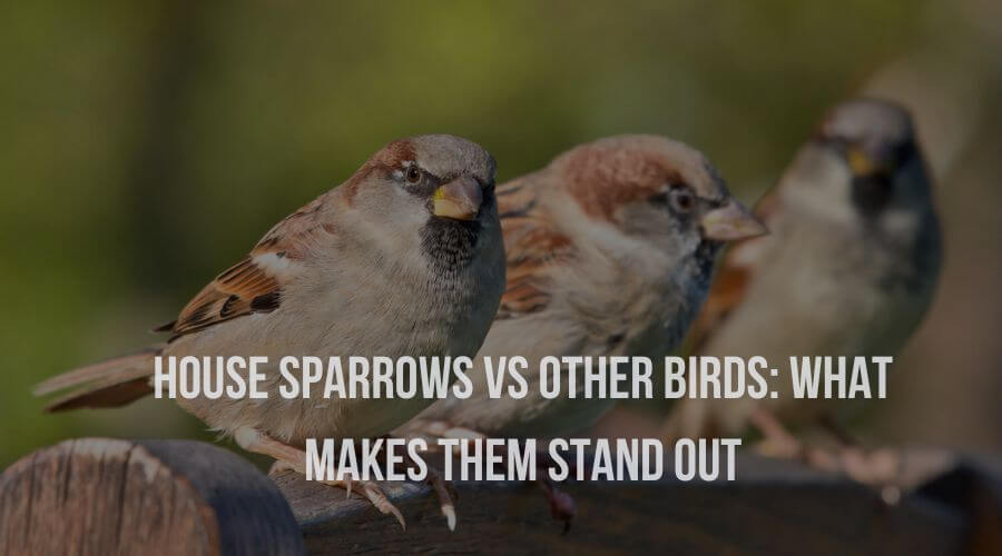 House Sparrows vs. Other Birds: What Makes them Stand Out?