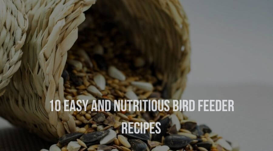 10 Easy and Nutritious Bird Feeder Recipes