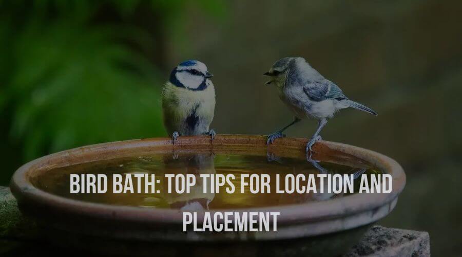 Birdbath: Top Tips for Location and Placement