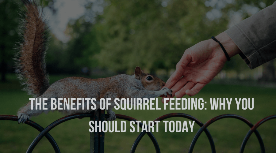 Benefits of Squirrel Feeding: Why You Should Start Today