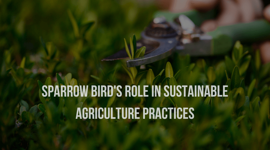 Sparrow Bird Houses’ Role in Sustainable Agriculture Practices