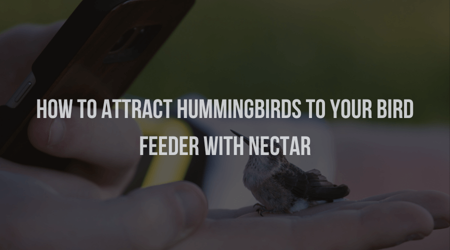 How to Attract Hummingbirds to Your Bird Feeder with Nectar