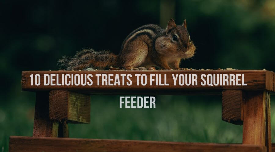 10 Delicious Treats to Fill Your Squirrel Feeder