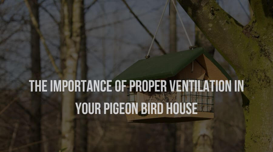Importance of Proper Ventilation in Your Pigeon Bird House