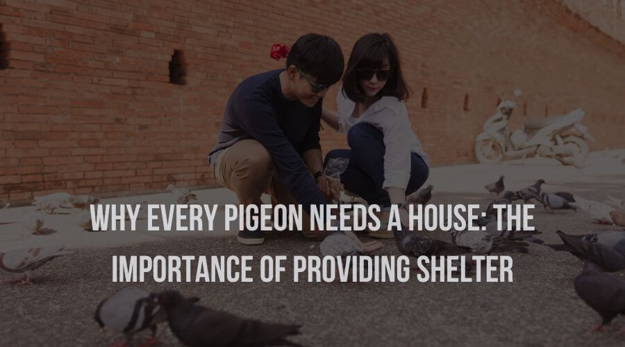 Why Every Pigeon Needs a House: Importance of Providing Shelter to Them