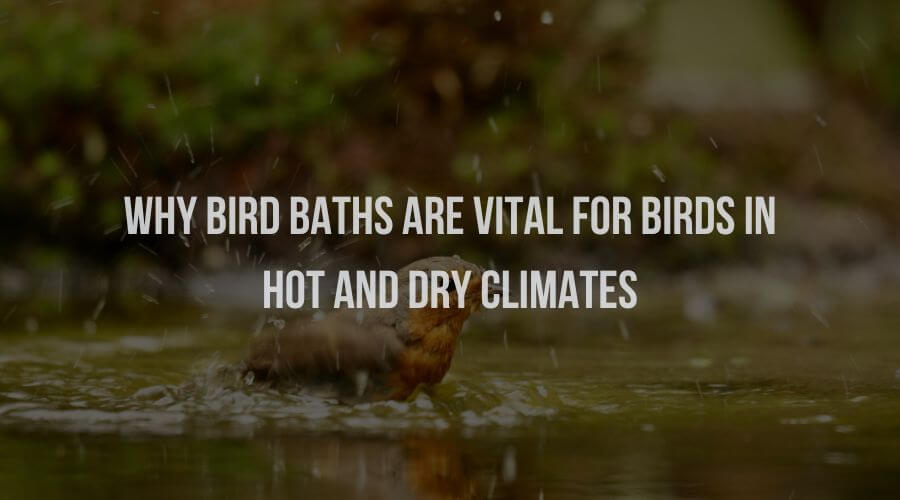 Why Birdbaths are Vital for Birds in Hot & Dry Climate