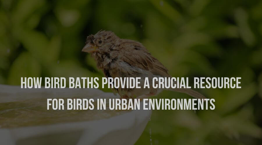 How Birdbaths Provide a Crucial Resource for Birds in Urban Environments
