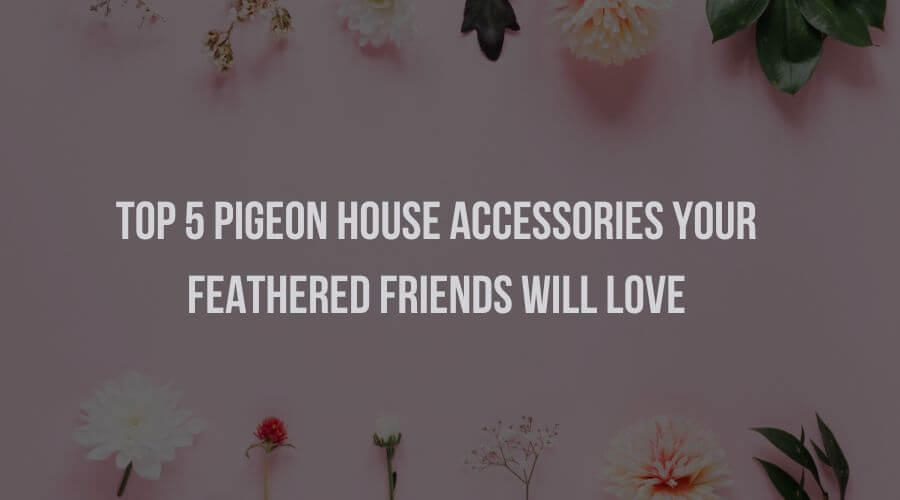Top 5 Pigeon House Accessories Your Feathered Friends will Love