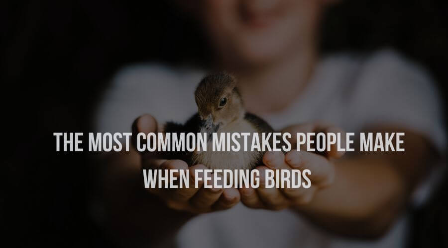 Most Common Mistakes People Make When Feeding Birds