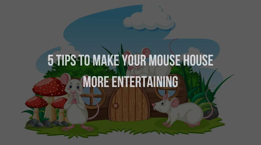 5 Tips to Make Your Mouse House More Entertaining