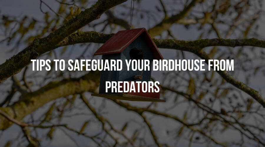 Tips to Safeguard Your Bird House from Predators by sparrow daughter