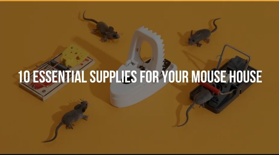 10 Essential Supplies for Your Mouse House