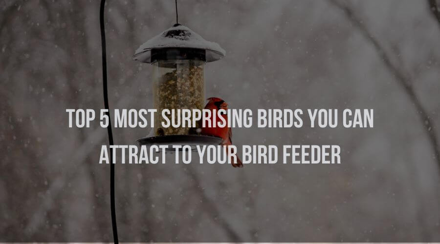 Top 5 Most Surprising Birds You Can Attract to Your Bird Feeder