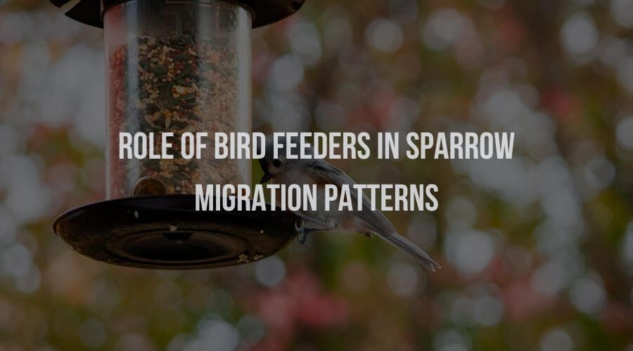Role of Bird Feeders in Sparrow Migrations Patterns