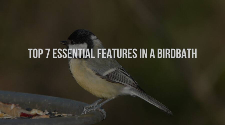 Top 7 Essential Features of a Birdbath
