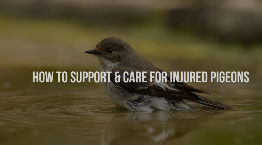 How to Support and Care for Injured Pigeons
