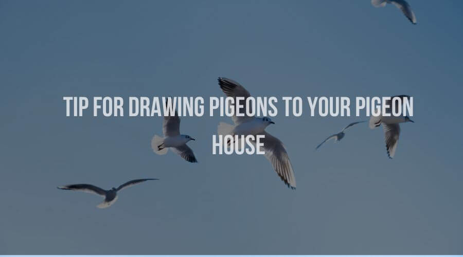 Tips for Drawing Pigeons to Your Pigeon House