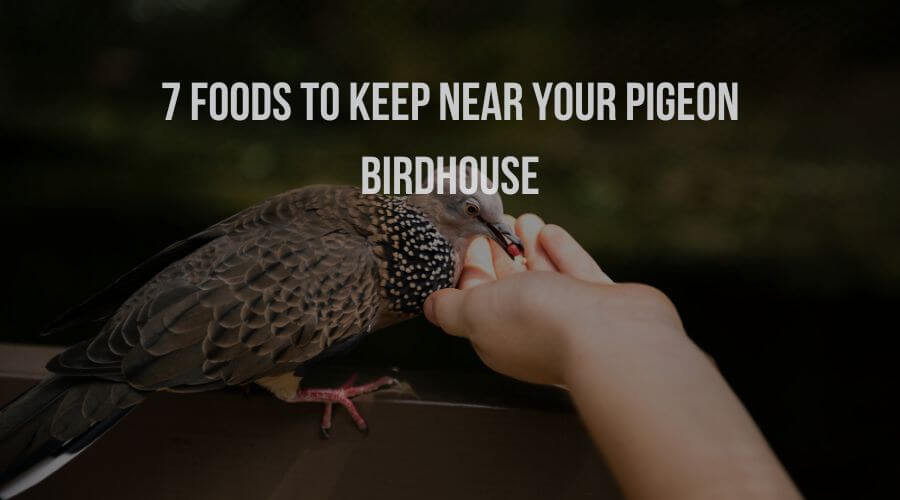 10 Essential Foods to Keep Near Your Pigeon Birdhouse