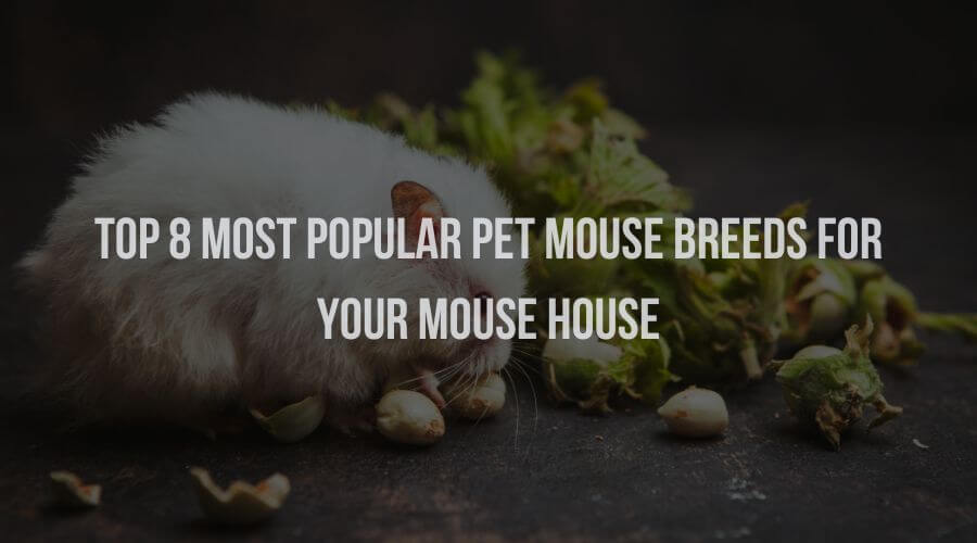 Top 8 Most Popular Pet Mouse Breeds for Your Mouse House