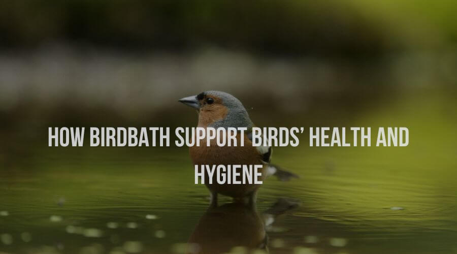 How Birdbath Support Birds’ Health and Hygiene