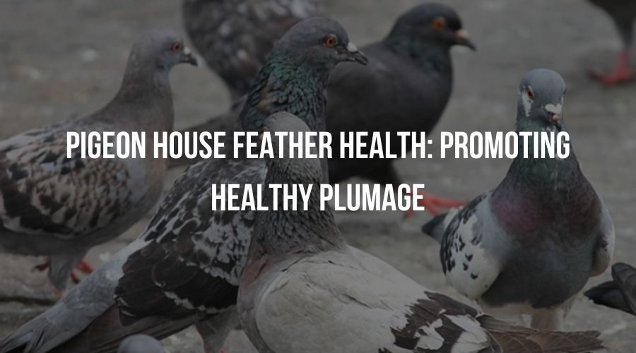 Pigeon House Feather Health: Promoting Healthy Plumage