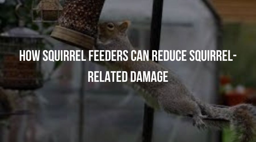 "Prevent squirrel-related damage with squirrel feeders. Keep squirrels entertained and away from your property. Get yours now!"