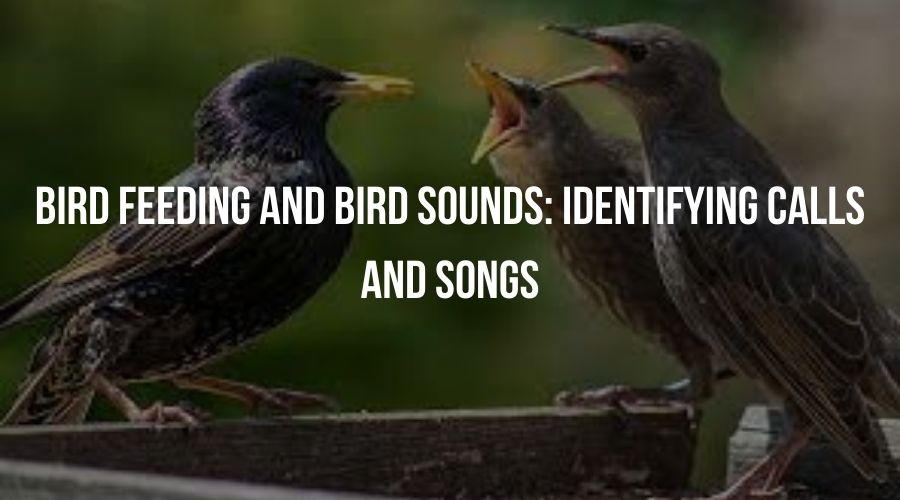 Bird Feeding and Bird Sounds: Identifying Calls and Songs
