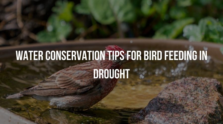 Water Conservation Tips for Bird Feeding in Droughts