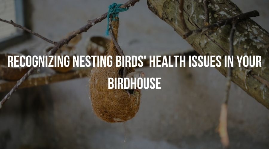 Learn to identify health issues in nesting birds using your birdhouse, ensuring their well-being and fostering a safe and thriving habitat.