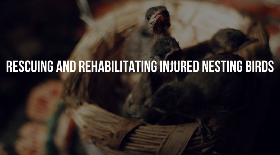 Rescuing and Rehabilitating Injured Nesting Birds