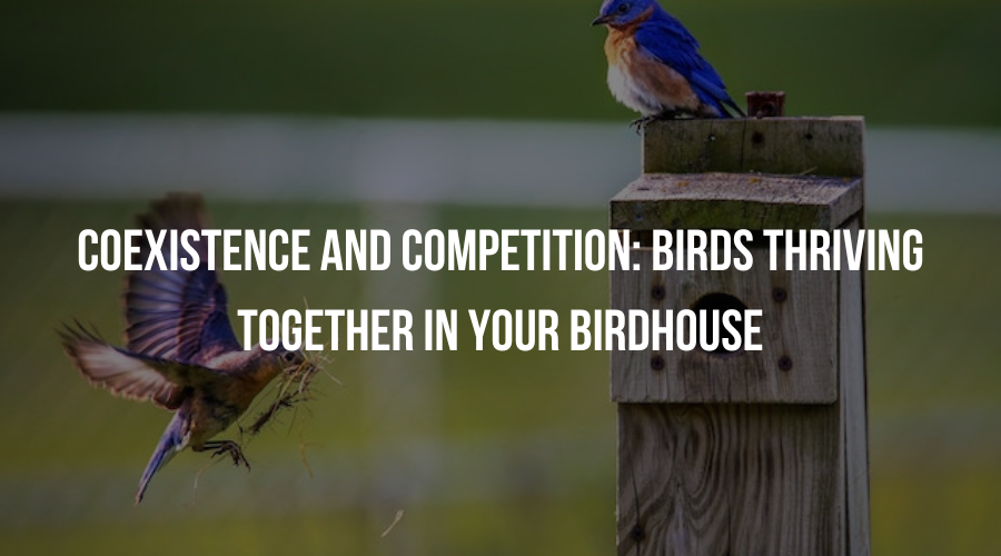 Coexistence and Competition: Birds Thriving Together in Your Birdhouse
