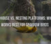 Birdhouse Vs. Nesting Platforms: Which Works Best for Sparrow Birds
