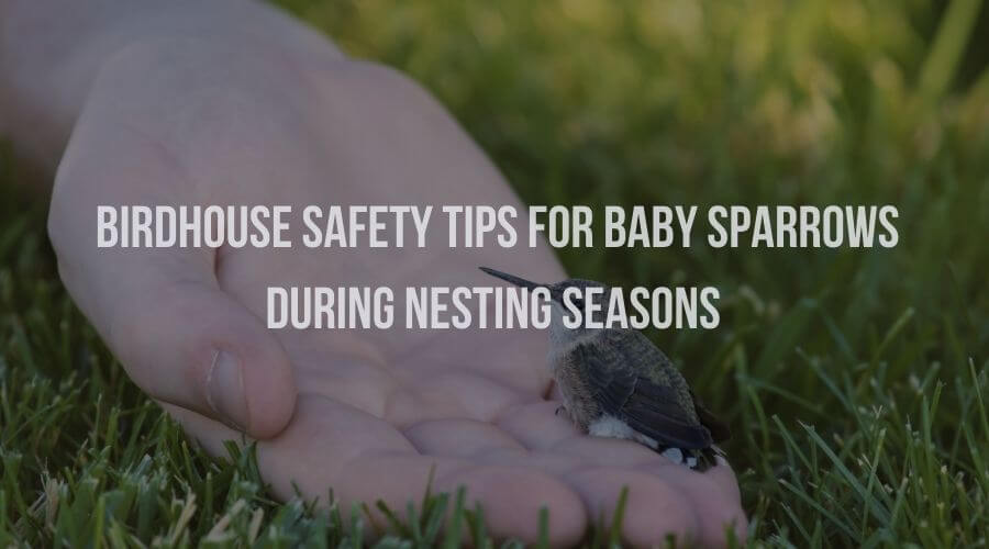 Birdhouse Safety Tips for Baby Sparrows During Nesting Seasons